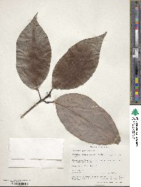 Cinnamomum parthenoxylon image