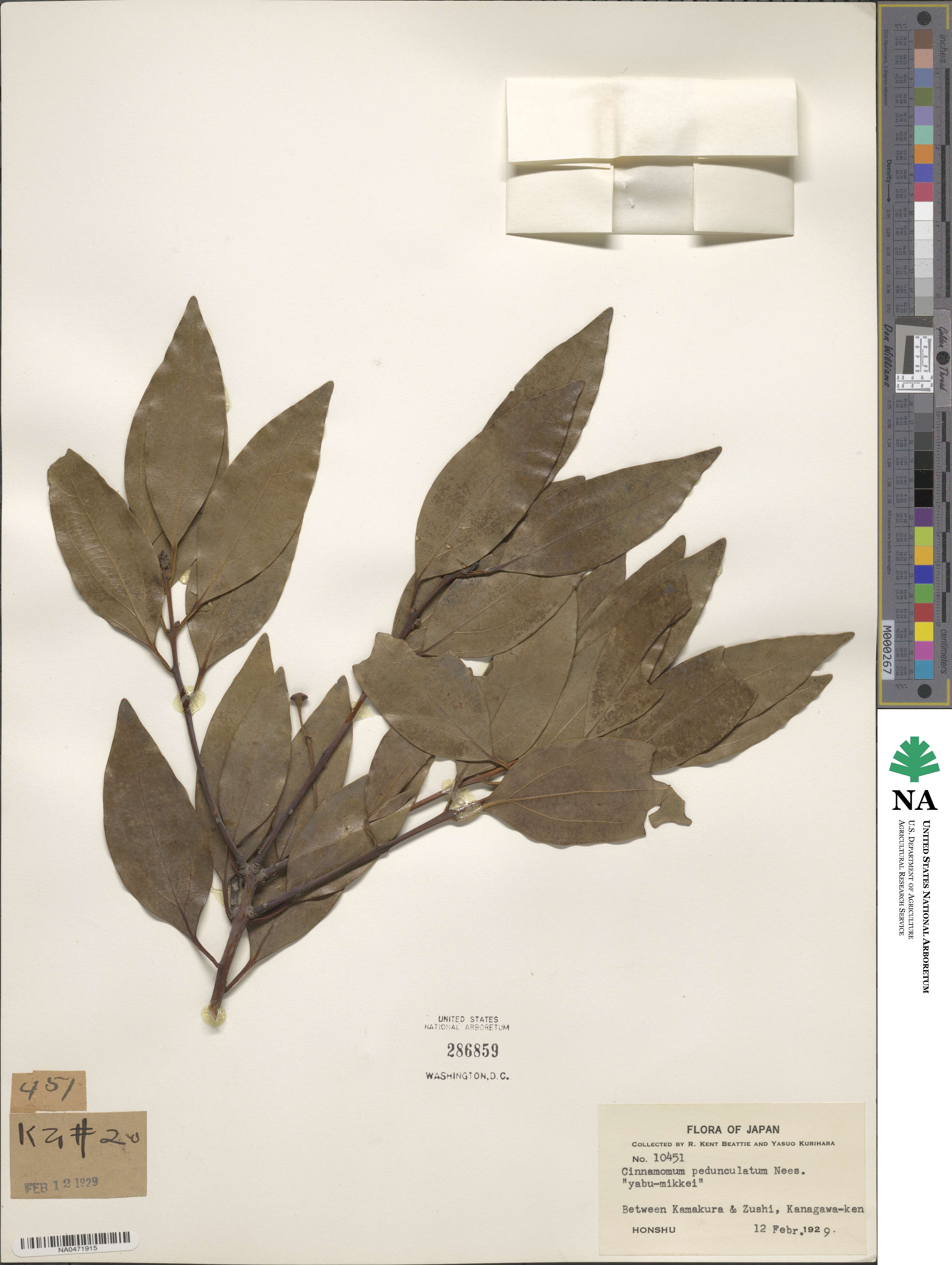 Cinnamomum pedunculatum image