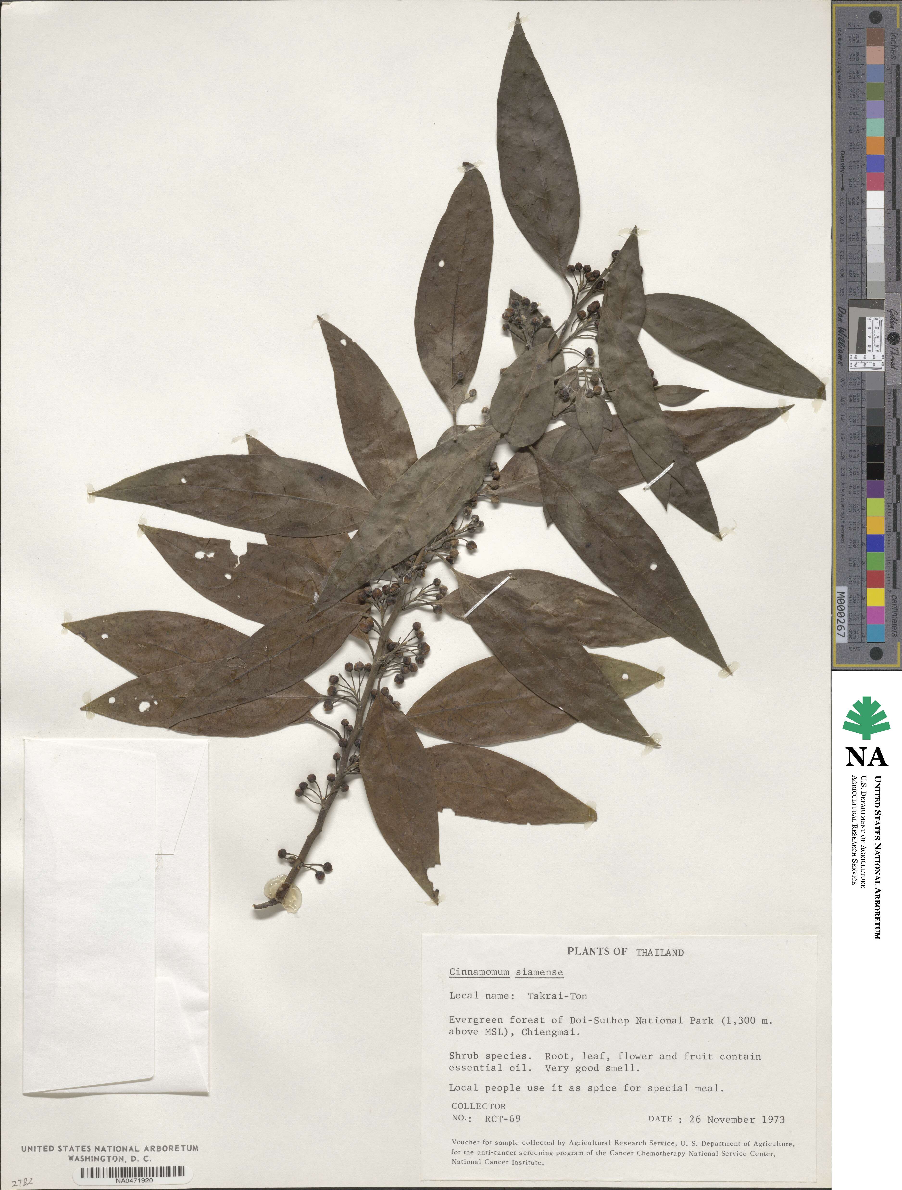 Cinnamomum siamense image