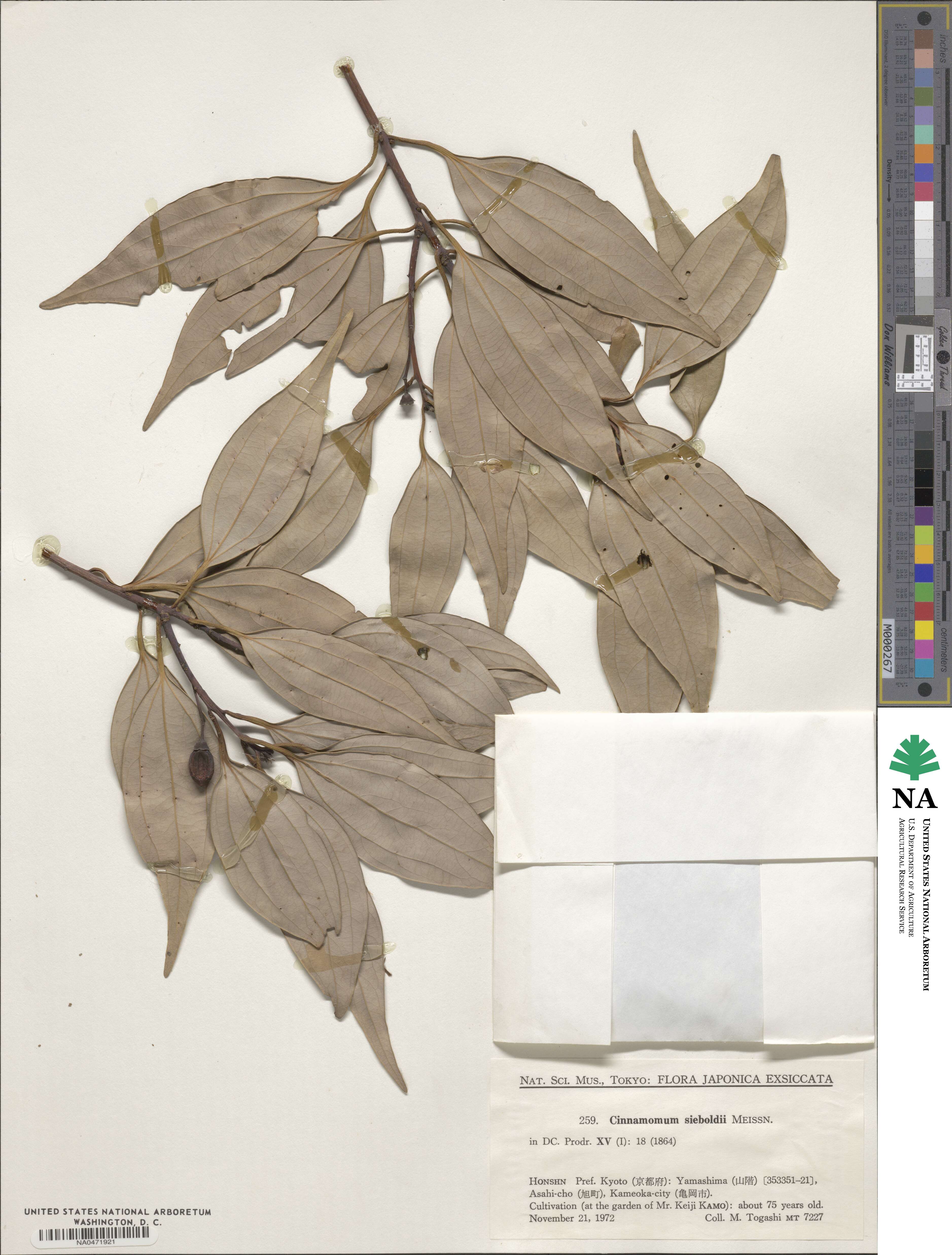 Cinnamomum sieboldii image