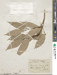 Cinnamomum tamala image