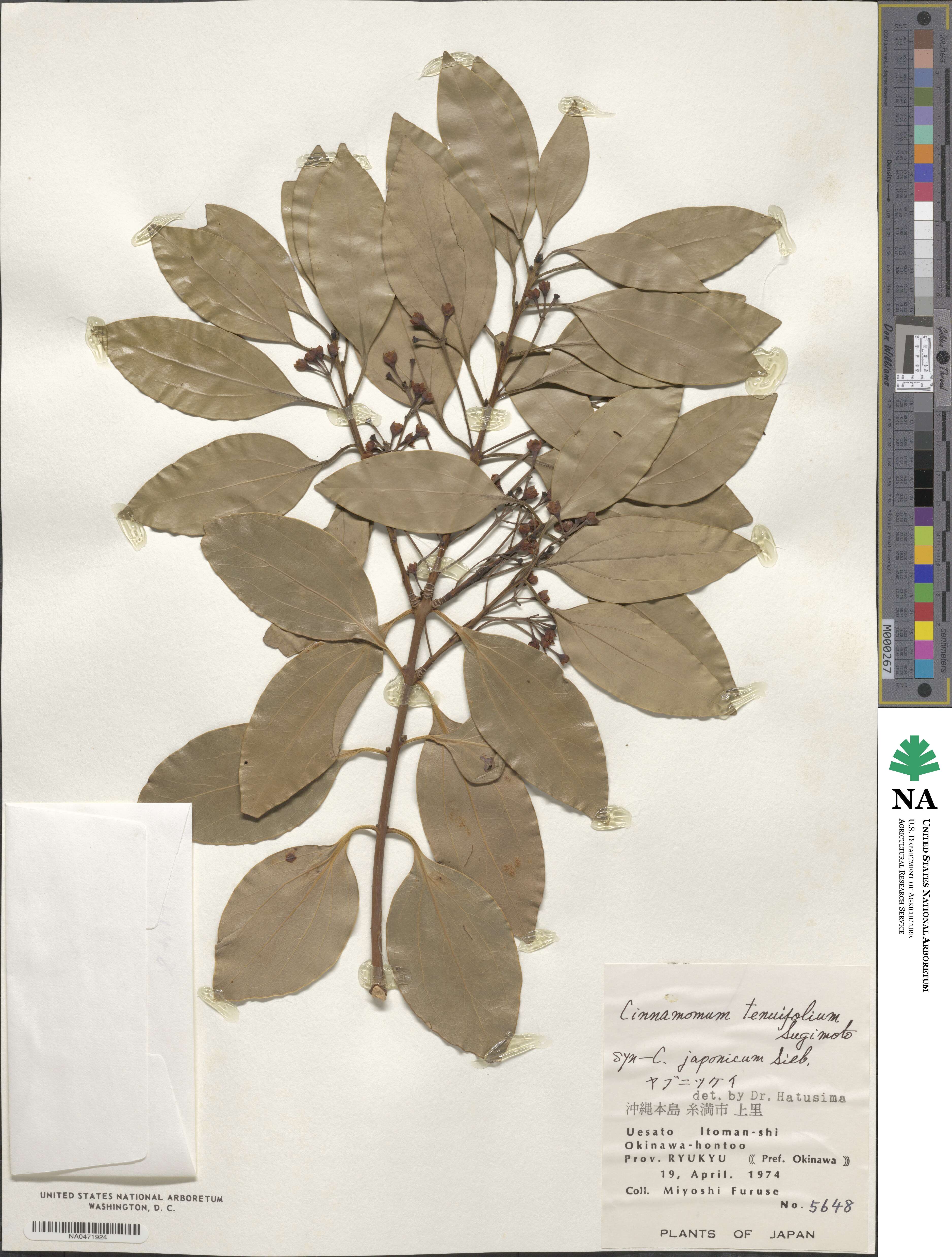 Cinnamomum chekiangense image