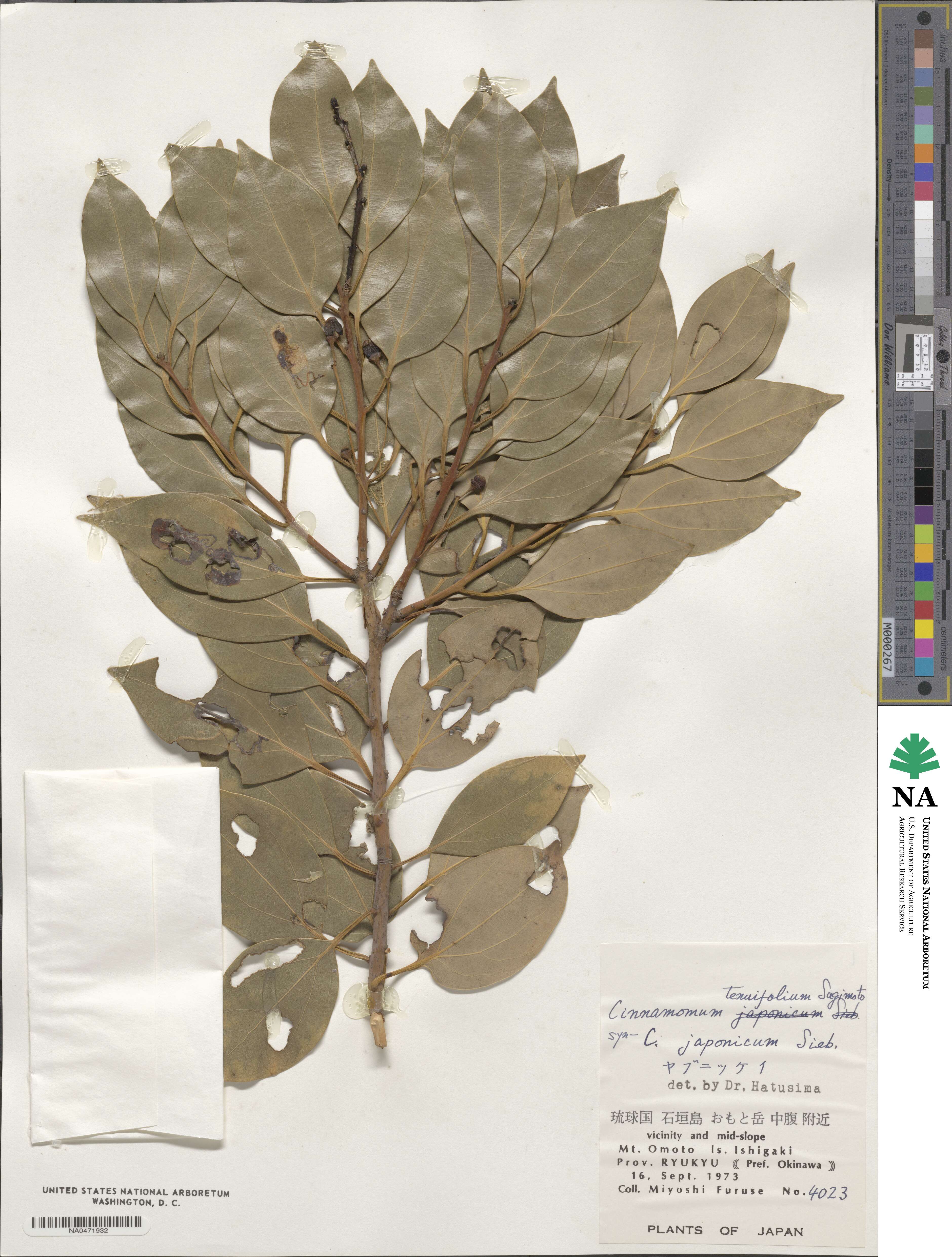 Cinnamomum chekiangense image