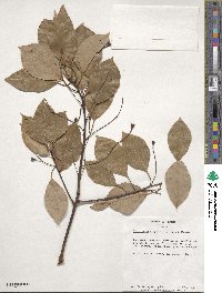 Cinnamomum camphora image