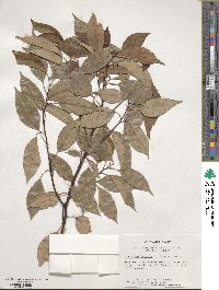 Cinnamomum camphora image