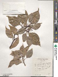 Cinnamomum camphora image