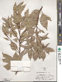 Cinnamomum camphora image