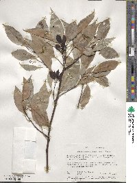 Cinnamomum camphora image