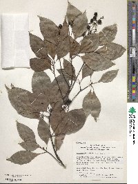 Cinnamomum camphora image