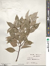 Cinnamomum camphora image