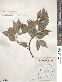 Cinnamomum camphora image