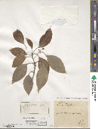 Cinnamomum camphora image