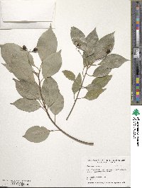 Cinnamomum camphora image