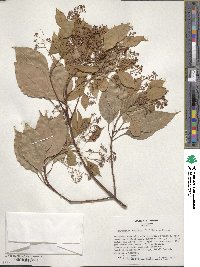 Cinnamomum camphora image