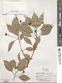 Cinnamomum camphora image