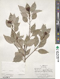 Cinnamomum camphora image