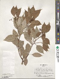 Cinnamomum camphora image