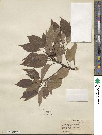 Cinnamomum camphora image