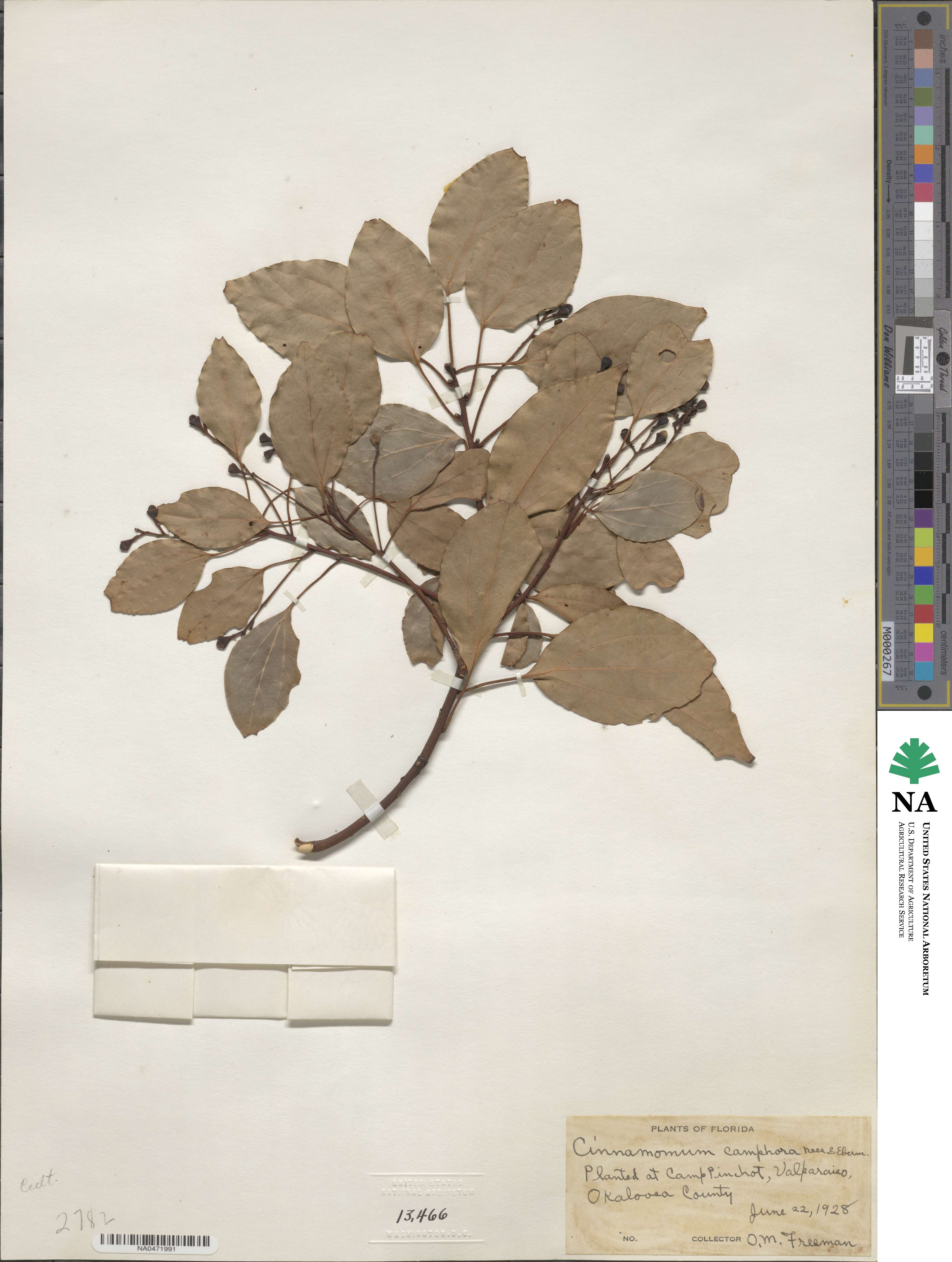 Cinnamomum camphora image