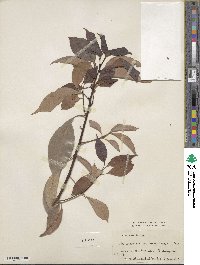 Cinnamomum camphora image