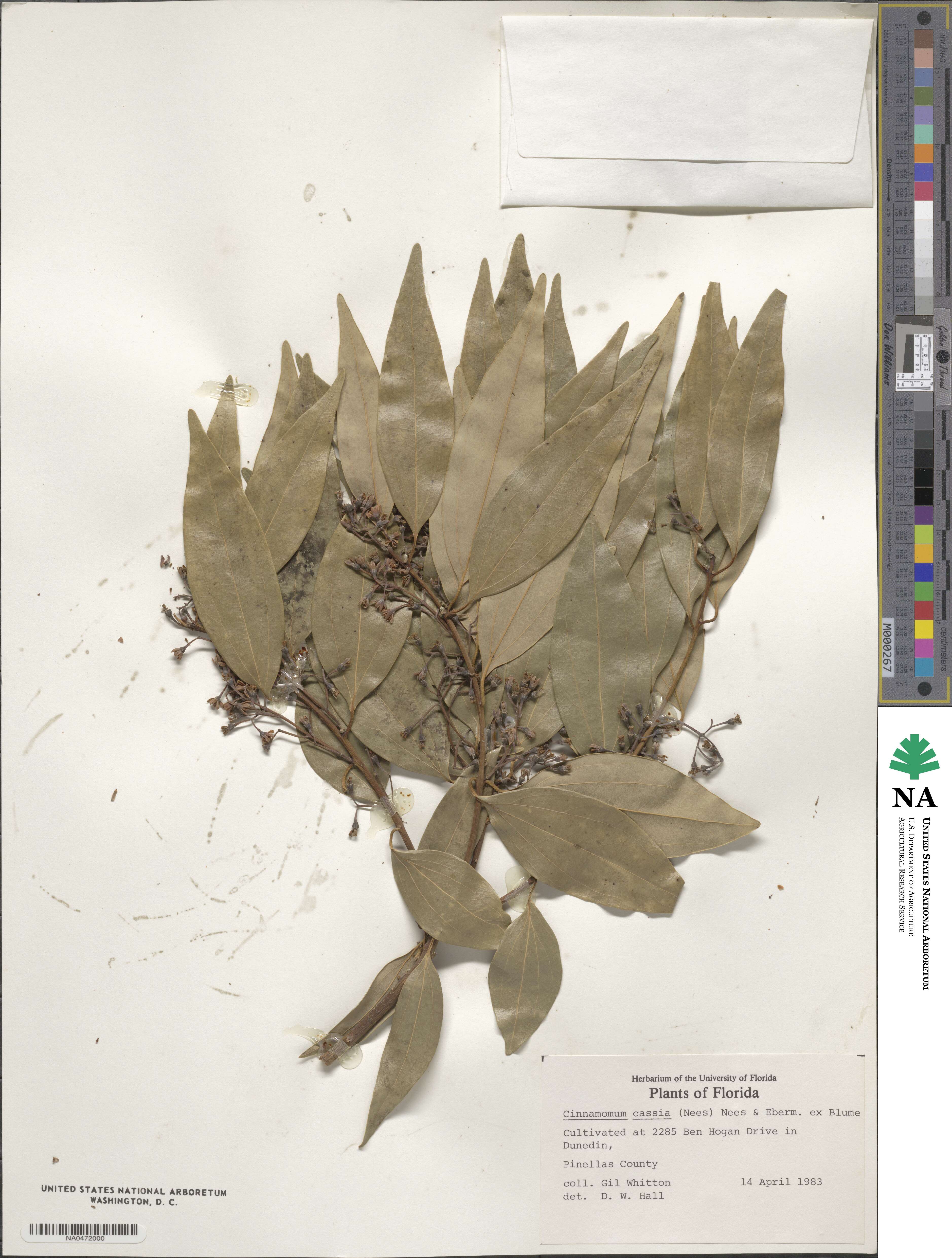 Cinnamomum image
