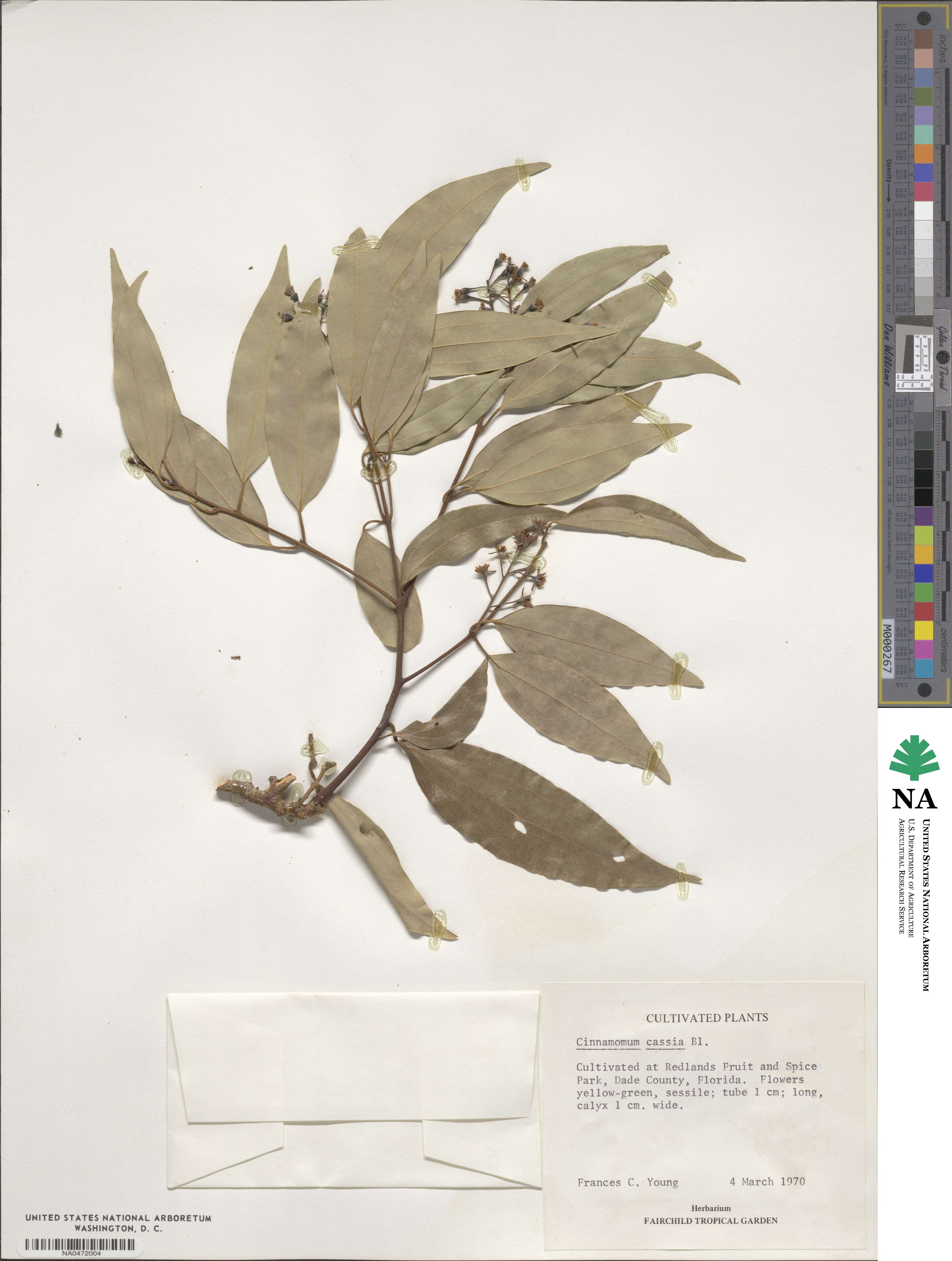 Cinnamomum cassia image