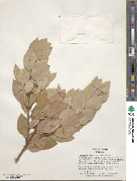 Cinnamomum daphnoides image