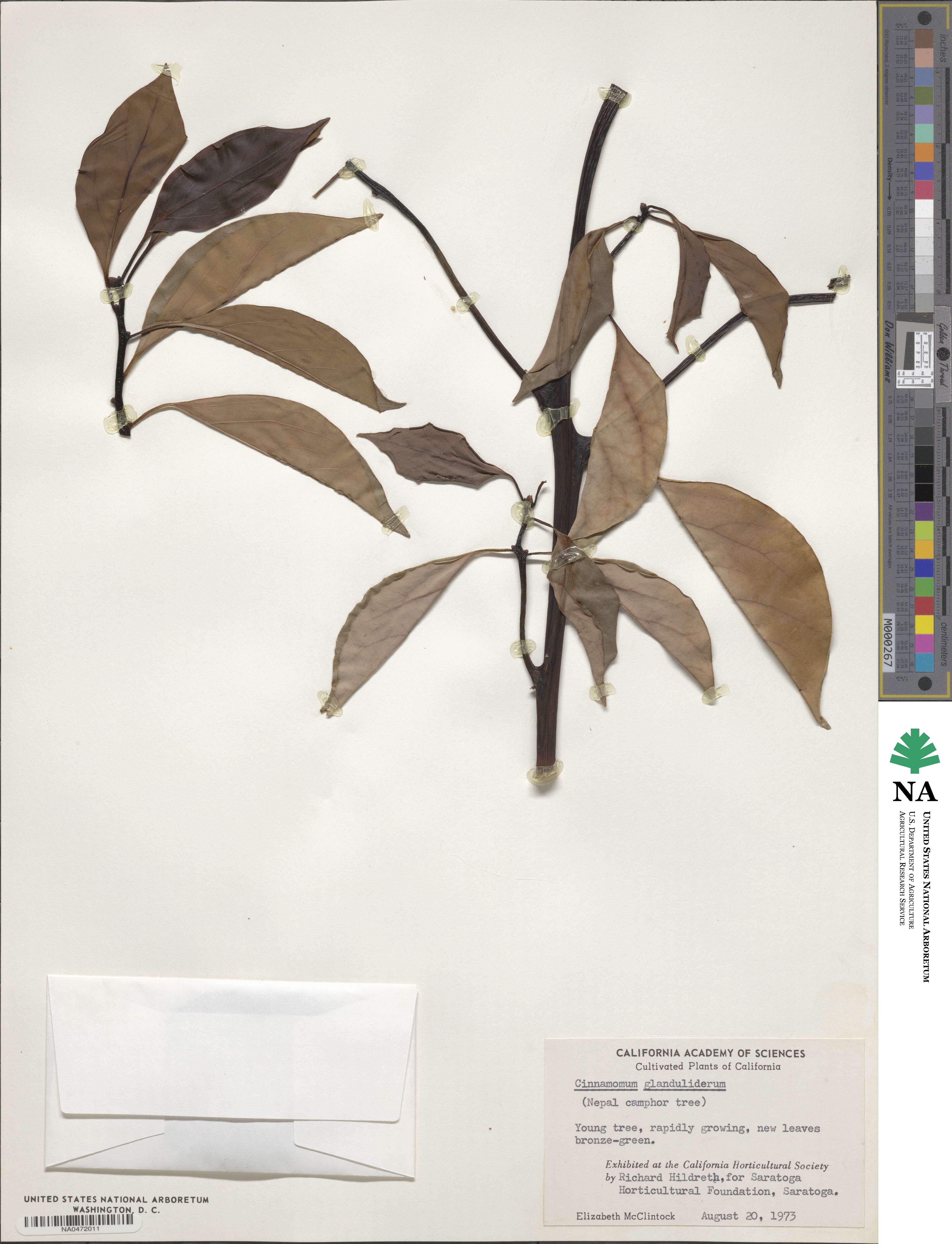 Cinnamomum glanduliferum image
