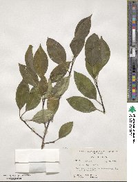 Cinnamomum chekiangense image