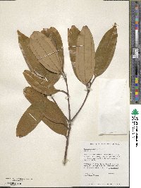 Cinnamomum verum image