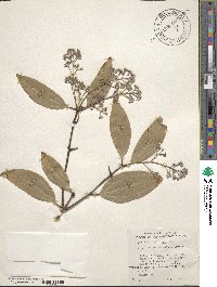 Cinnamomum verum image