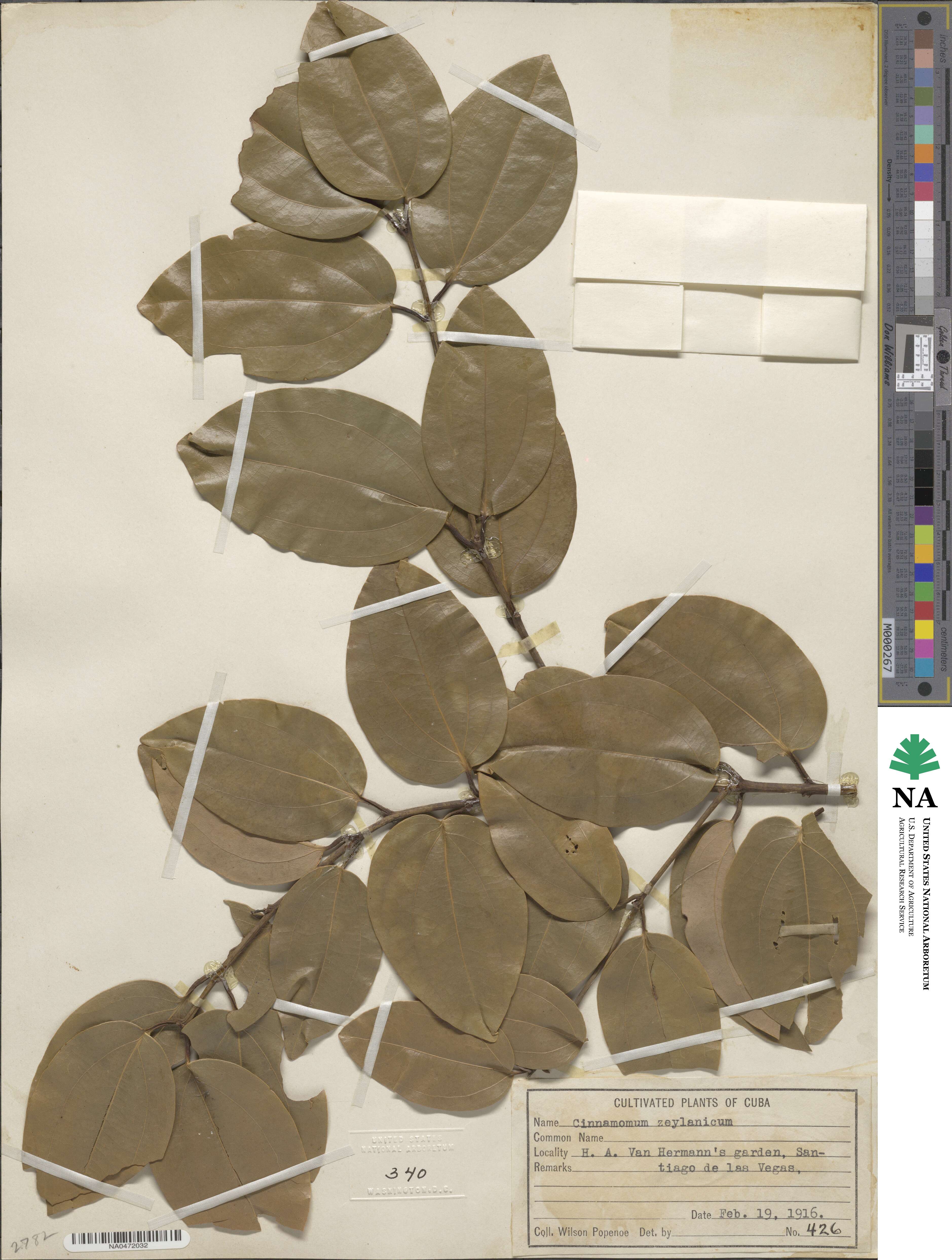 Cinnamomum verum image