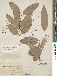 Cinnamomum verum image