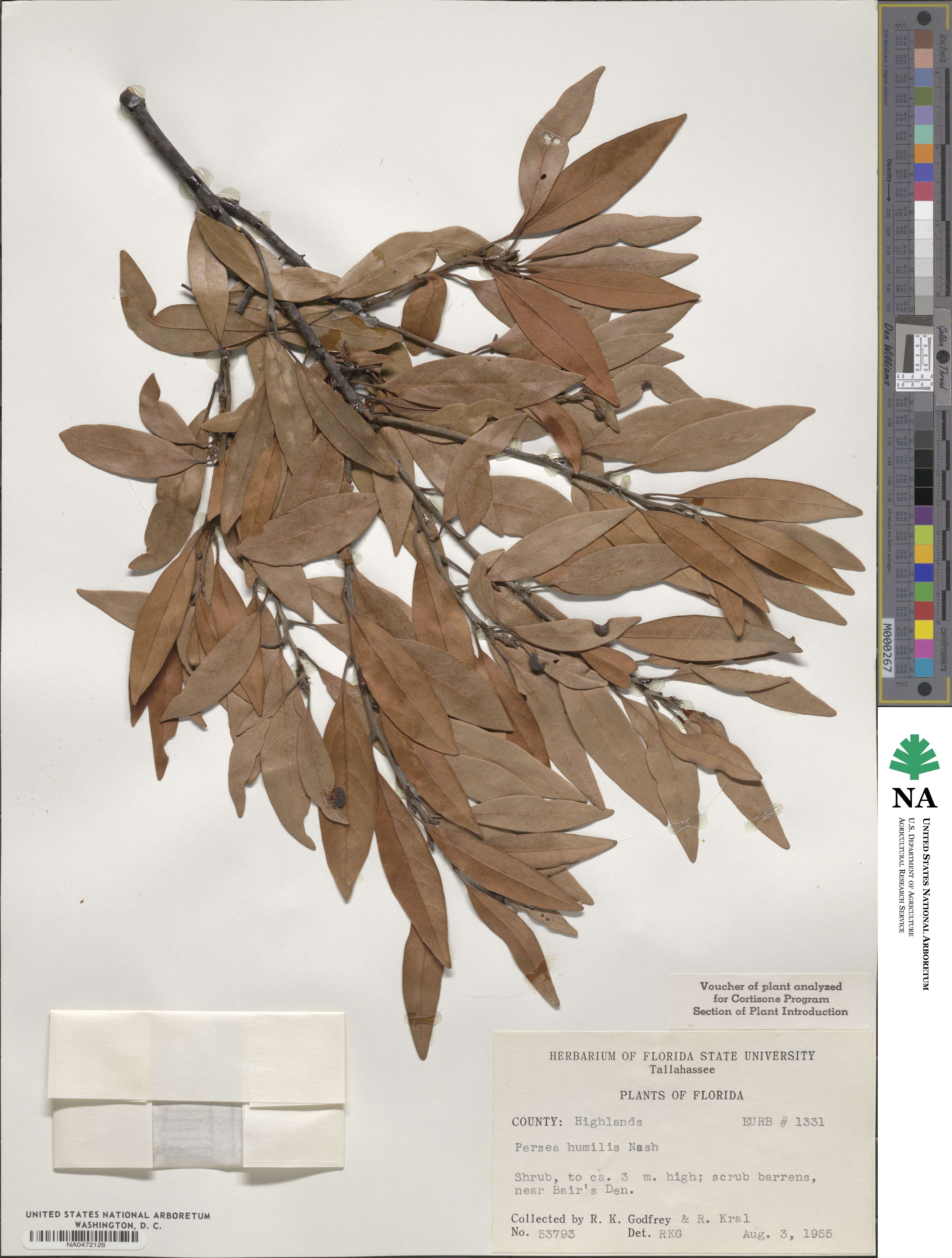 Persea humilis image