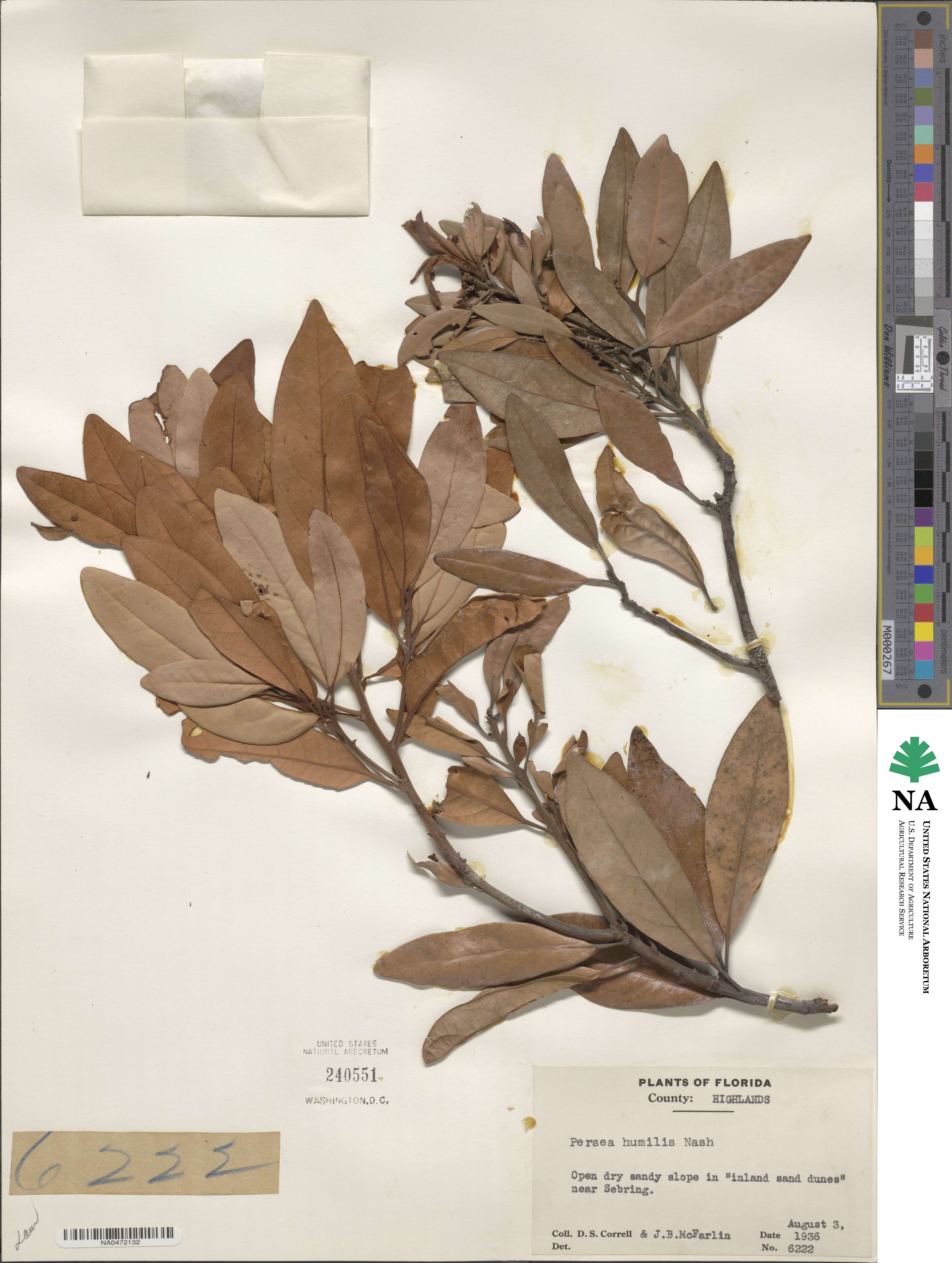 Persea humilis image