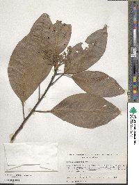 Persea americana var. drymifolia image