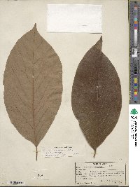 Persea americana var. drymifolia image