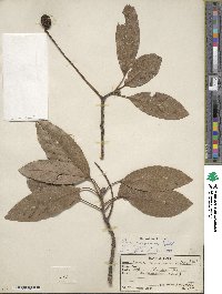 Persea americana var. drymifolia image