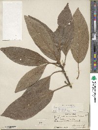 Persea americana var. drymifolia image