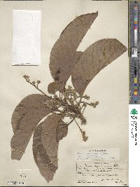 Persea americana var. drymifolia image