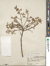 Persea americana var. drymifolia image