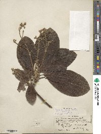 Persea americana var. drymifolia image