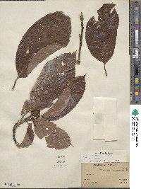 Persea americana var. drymifolia image