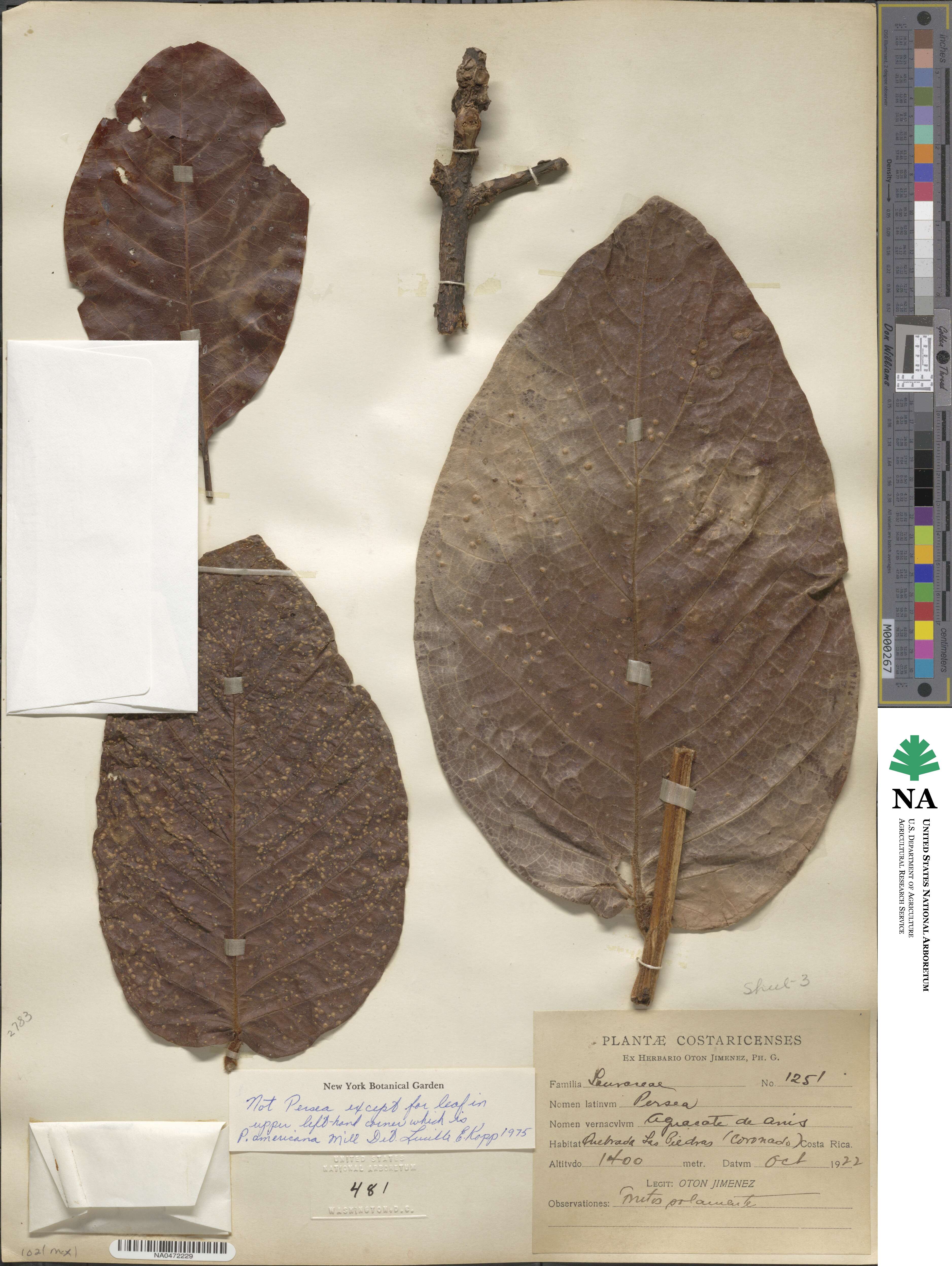 Persea americana var. drymifolia image