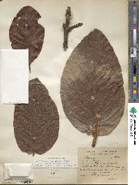 Persea americana var. drymifolia image