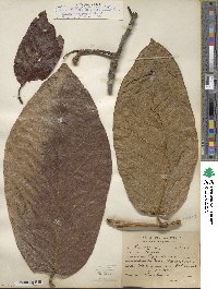 Persea americana var. drymifolia image