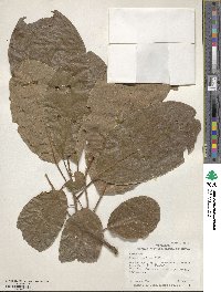 Persea americana var. drymifolia image