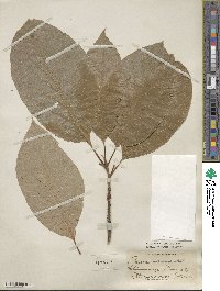 Persea americana var. drymifolia image