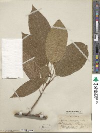 Persea americana var. drymifolia image