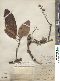 Persea americana var. drymifolia image